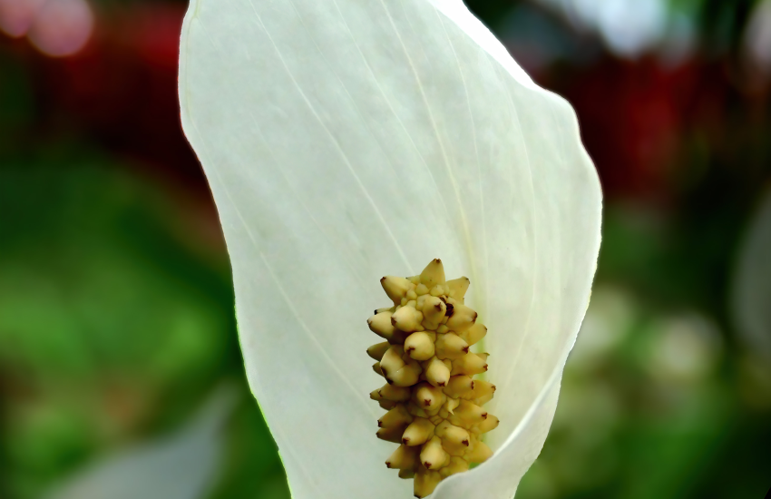 Healthy Peace Lily
