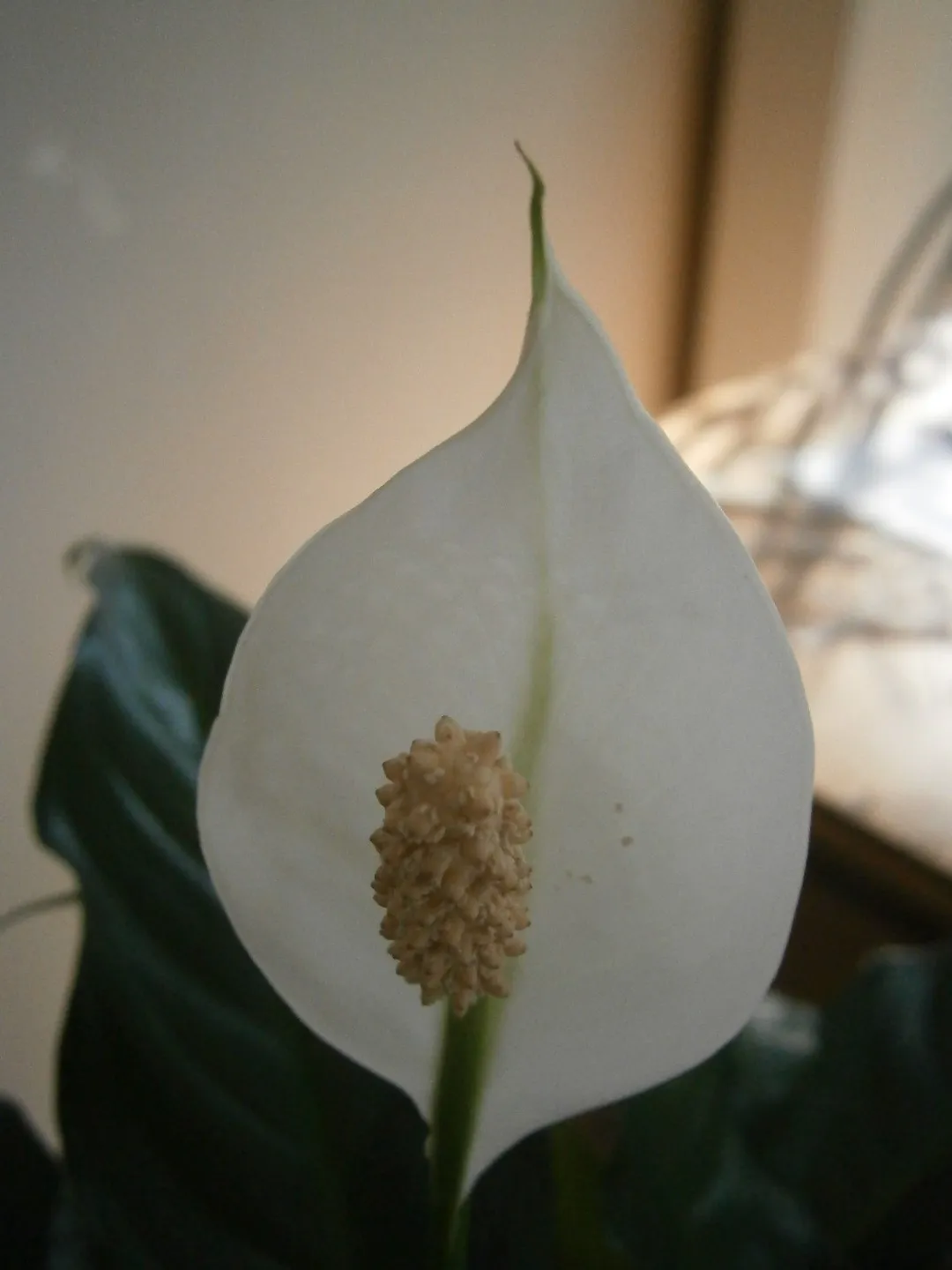 Why Are My Peace Lily Leaves Turning Brown?