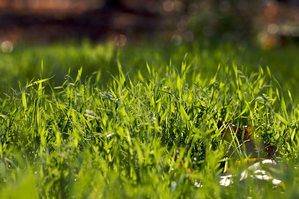 How to Choose the Best Cool-Season Lawngrass for Your Lawn