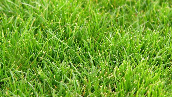 How to Choose the Right Type of Grass for Your Michigan Lawn