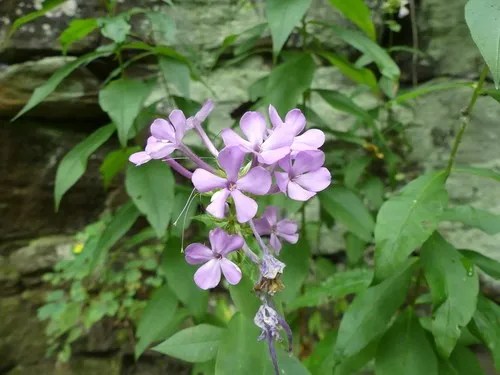 Do Deer Eat Garden Phlox? (Phlox Paniculata)