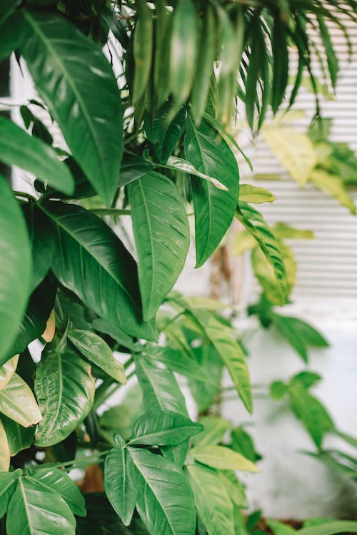 Why Are My Philodendron Leaves Turning Transparent?