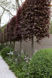 Can You Buy Mature Privacy Trees?