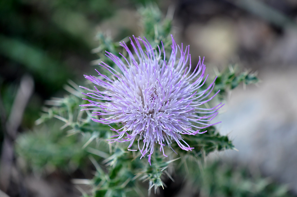 Native Plant List – Utah and Western Colorado