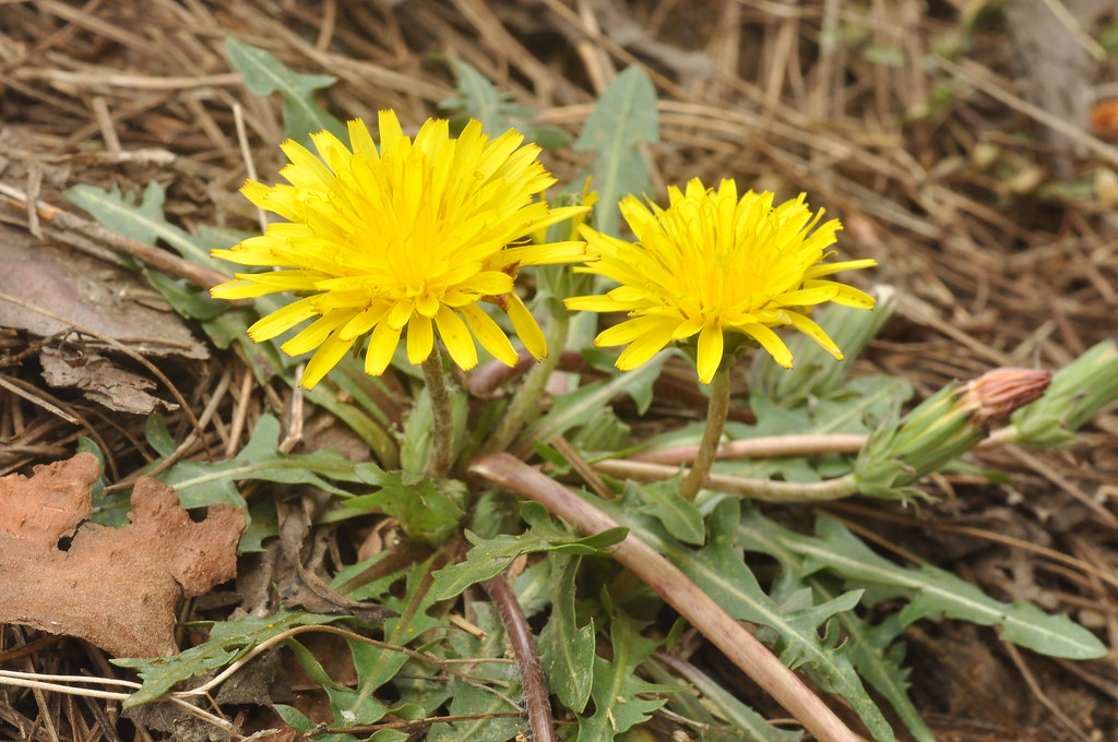 Best Garden Weeders for Dandelion Removal: Top Picks and Reviews