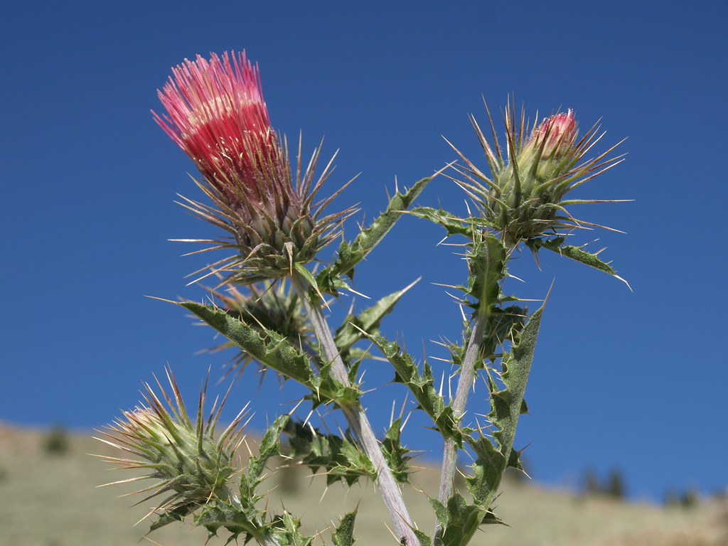 Native Plant List – Arizona & New Mexico