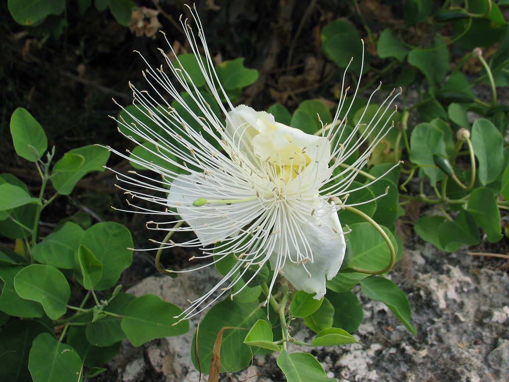 Native Plant List for Hawaii