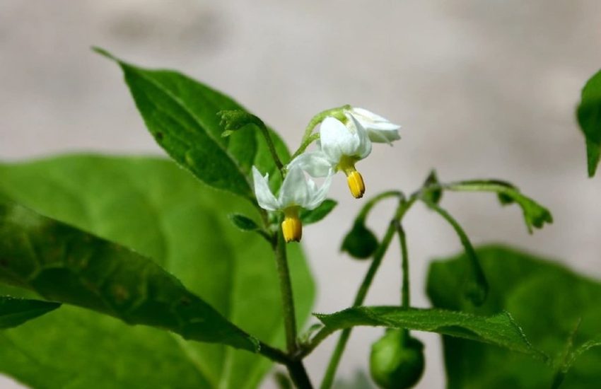 CHUXAY GARDEN Black Nightshade,Solanum,BlackBerry Nightshade 200 Seeds Summer Annual Plant Edible Rare Shurb Native Wildflower Grows in Garden and Pots