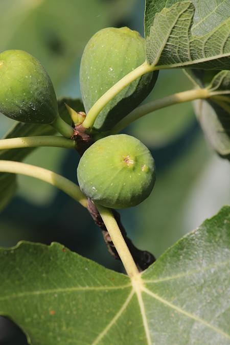 Best 6 Fig Trees To Grow In Arkansas