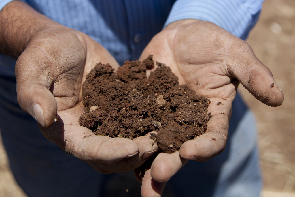 Best Soil Amendments for Clay Soil: Improve Your Garden’s Health
