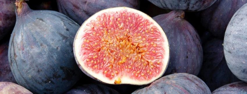Can you be allergic to fig trees