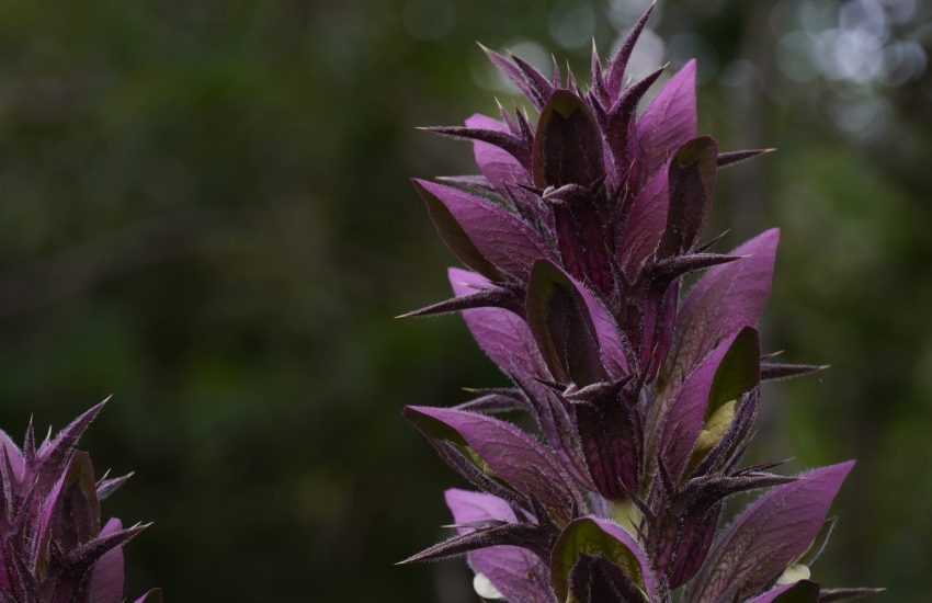 Bear’s Breeches (Acanthus Mollis): How to Grow & Care