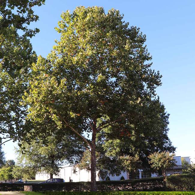 6 Best Shade Trees To Grow In Fresno