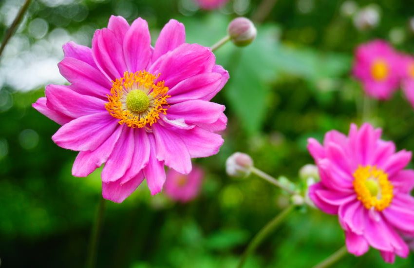 Japanese Anemone (Anemone Hybrida): How to Grow & Care