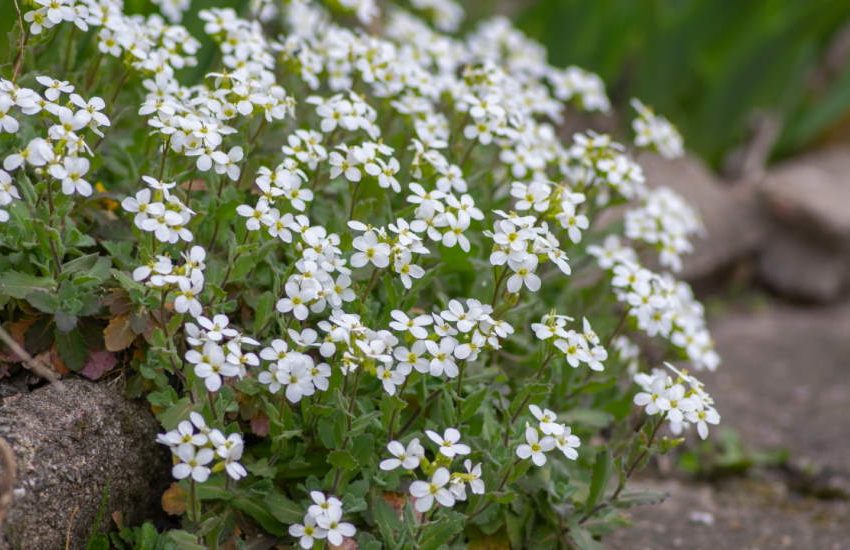 Garden Arabis, Arabis Caucasica