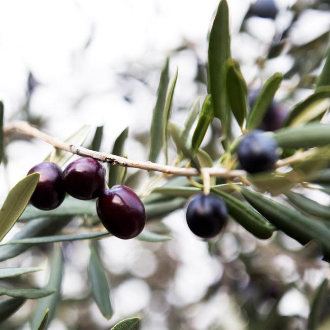 7 Best Olive Trees To Grow In Northern California