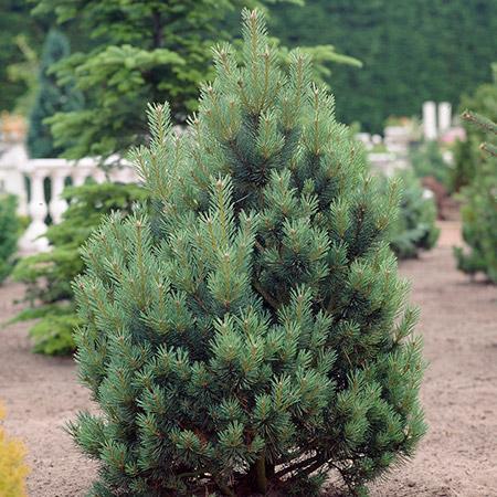 6 Best Pine Trees To Grow In Oklahoma