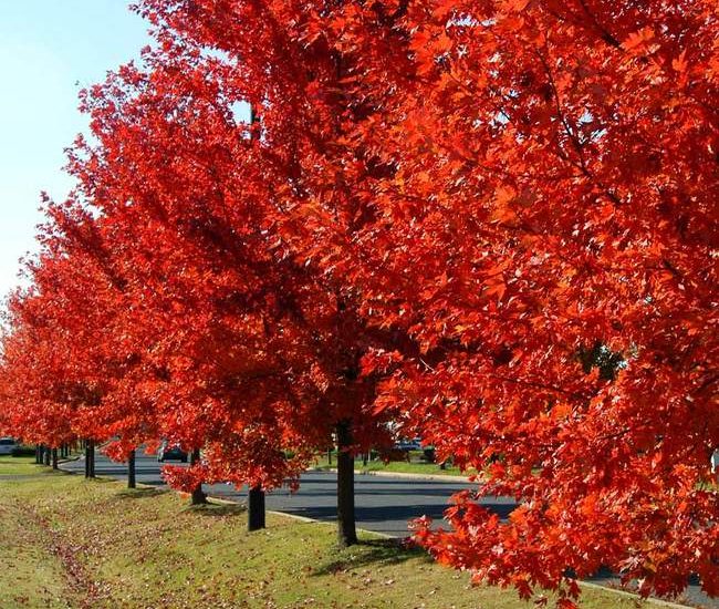 Autumn_Blaze_Maple_FGT_650x.jpg