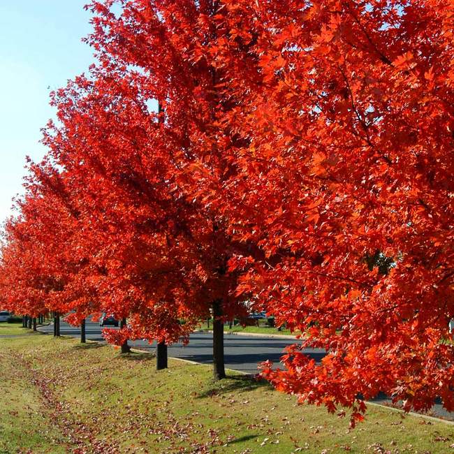 Best 7 Shade Trees To Grow In San Diego