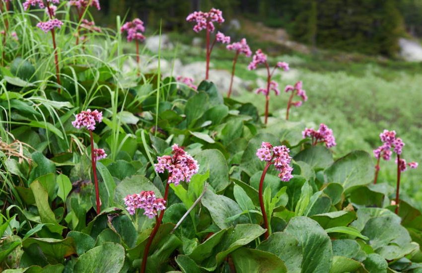 Heartleaf Bergenia (Bergenia Cordifolia): How to Grow and Care