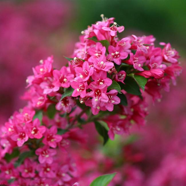 7 Best Flowering Trees To Grow In Tennessee