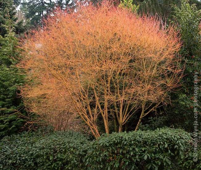 Bihou_Japanese_Maple_4_650x.jpg