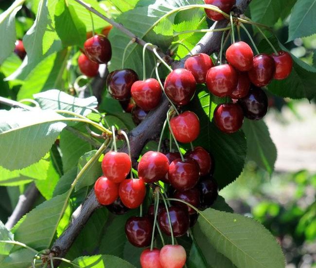 Bing_Cherry_Tree_2_FGT_6470e2b4-24e5-485e-8ea7-3d00db3c7813_650x-1.jpg