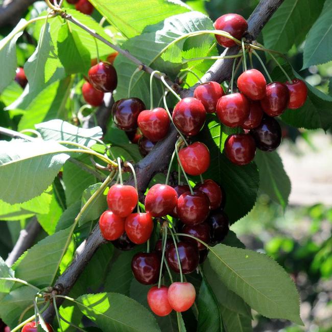 Best 5 Cherry Trees To Grow In North Carolina