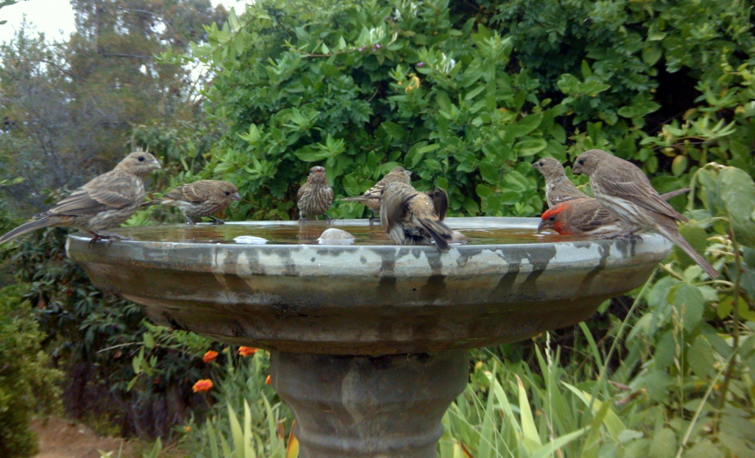 Best Bird Baths for Garden Wildlife: Top Picks for 2024