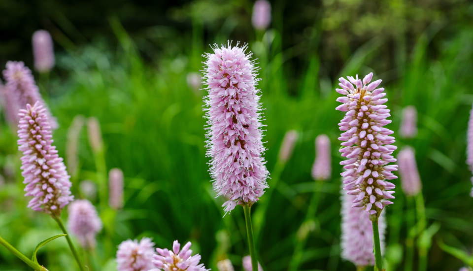 European Bistort (Bistorta Officinalis): How to Grow & Care ...
