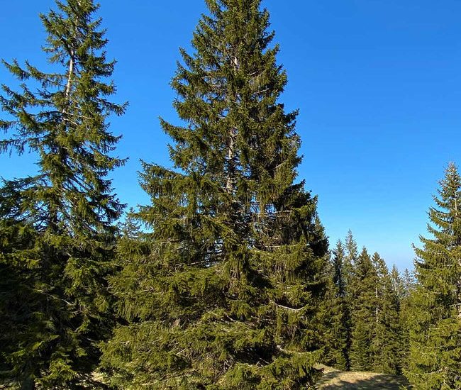 Black_Hills_Spruce_2_650x-1.jpg