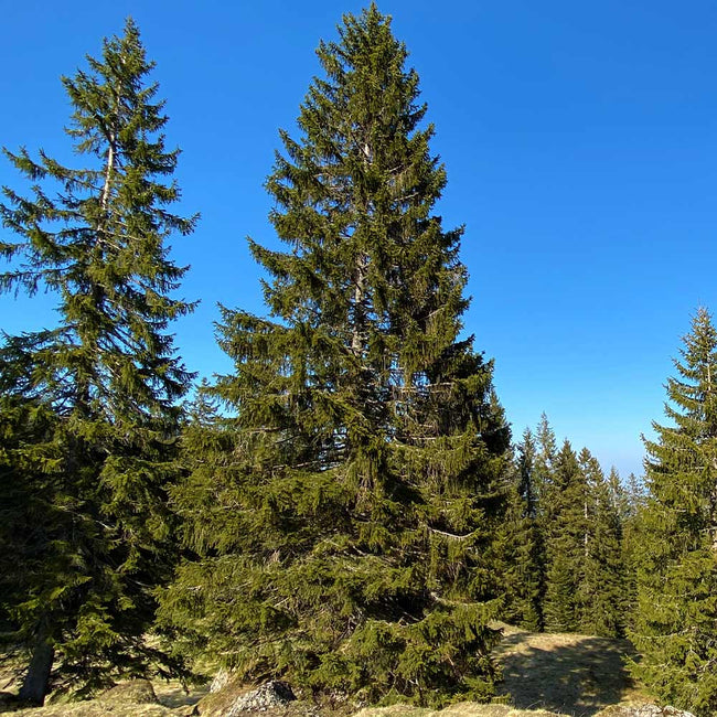 5 Best Spruce Trees To Grow In Michigan