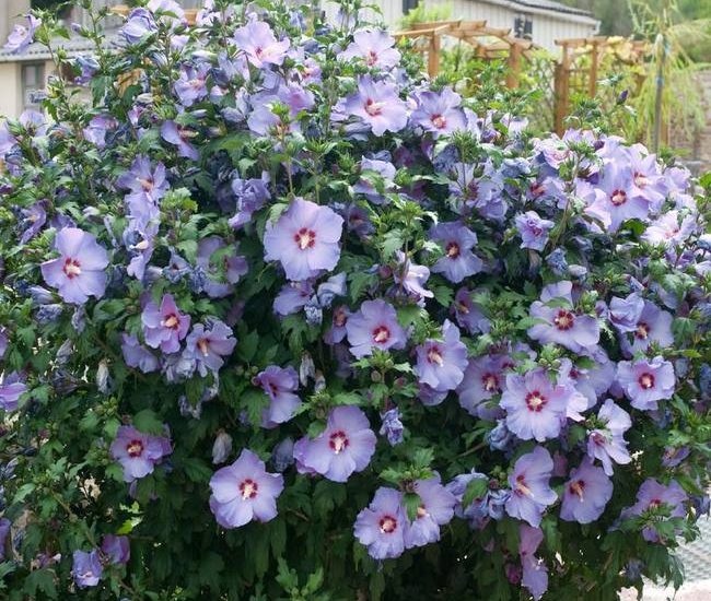 Bluebird_Hibiscus_650x.jpg