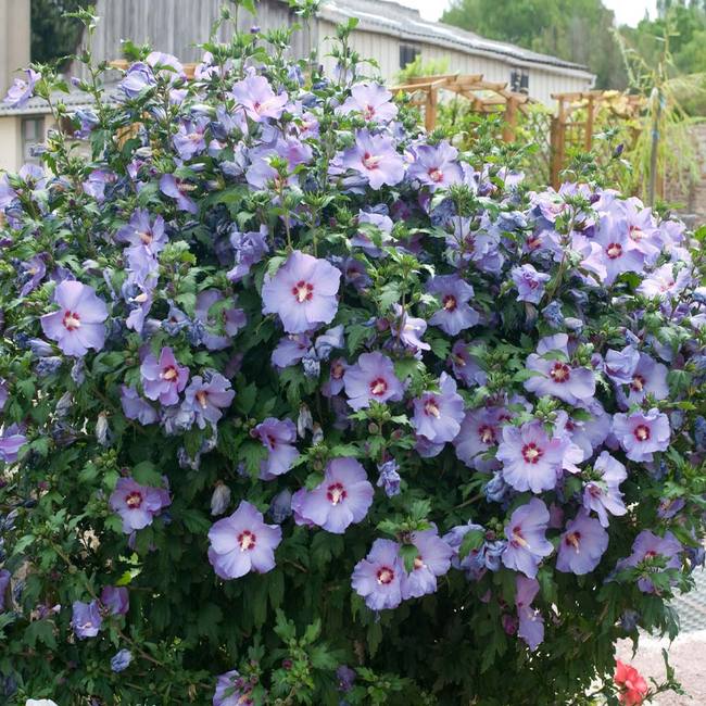 6 Best Flowering Trees To Grow In North, South, East & West Texas