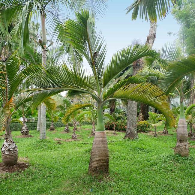 5 Best Palm Trees To Grow In New Orleans
