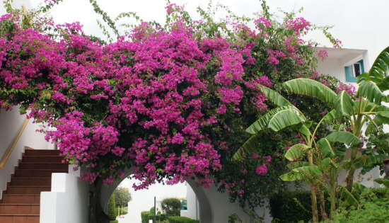 Bougainvillea