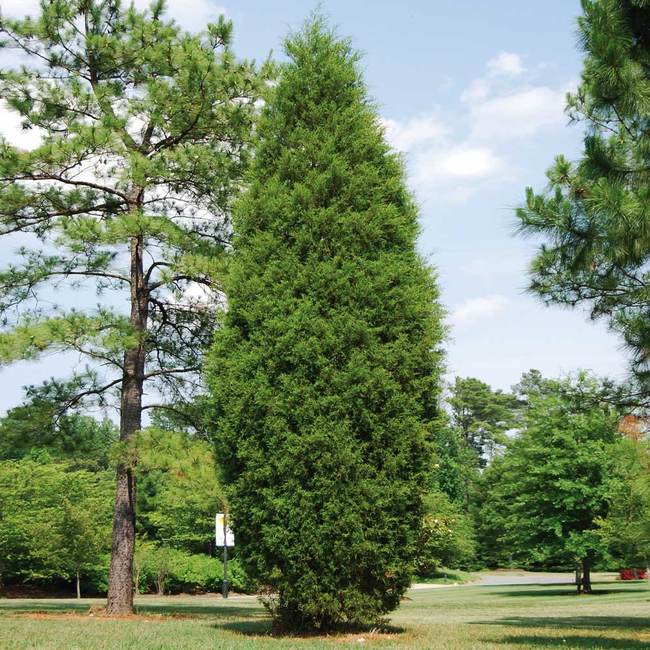 Best 5 Trees For Privacy To Grow In Georgia