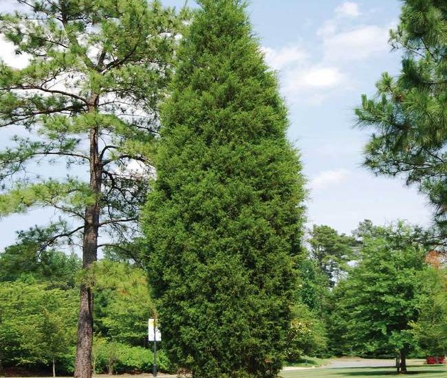 Broadie_Eastern_Red_Cedar_4_FGT_650x.jpg