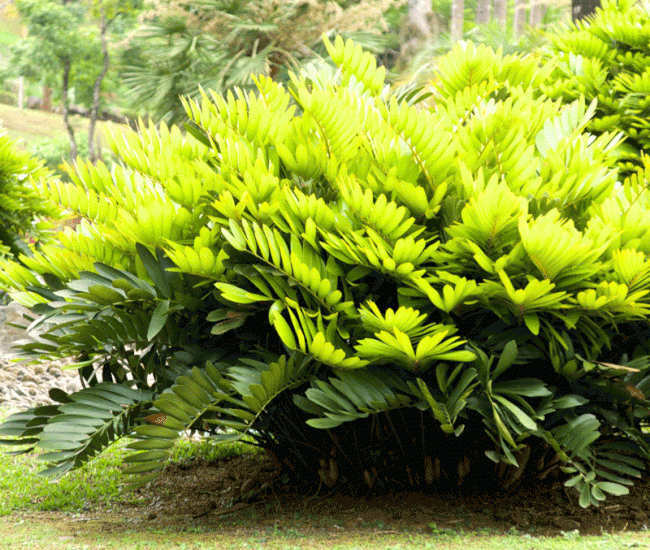 CARDBOARD-PLANT-800-MAINIMAGE_650x-4.gif