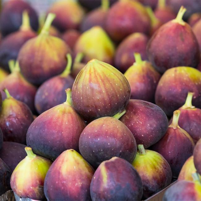 6 Best Fig Trees To Grow In Georgia