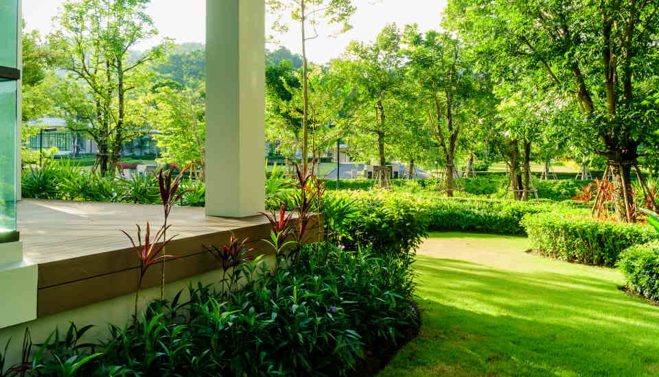 Arborvitae Trees: Plant, Grow and Care