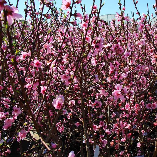 Best 5 Peach Trees To Grow In New Mexico