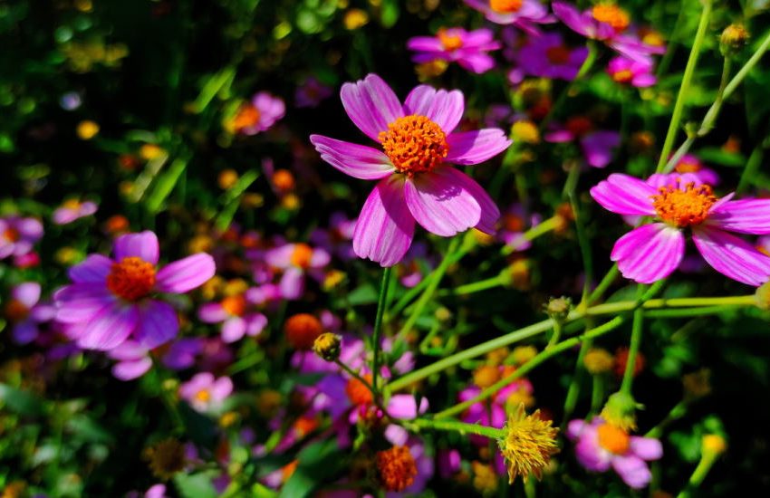 Coreopsis rosea flower perennial flowers pink