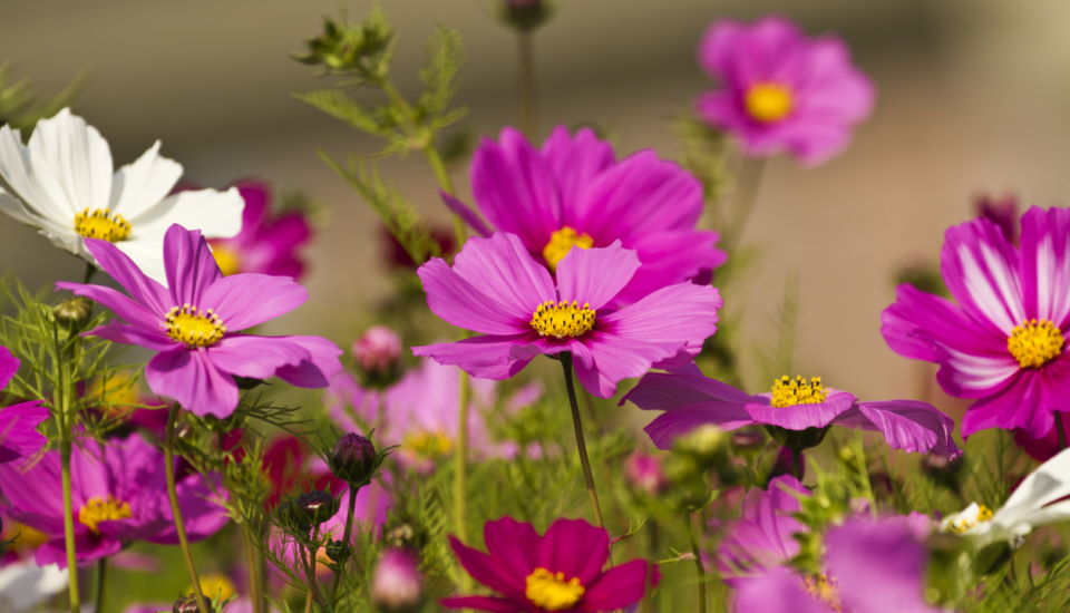 The Symbolism of Flowers : What Do Colors of the Flowers Mean?