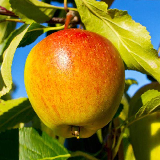 5 Best Apple Trees To Grow In Arkansas