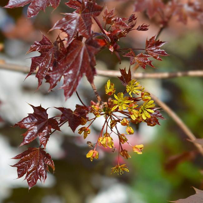 Best 7 Shade Trees To Grow In New Jersey