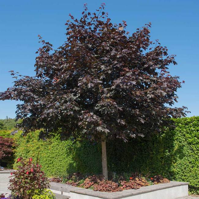 5 Best Shade Trees To Grow In Illinois