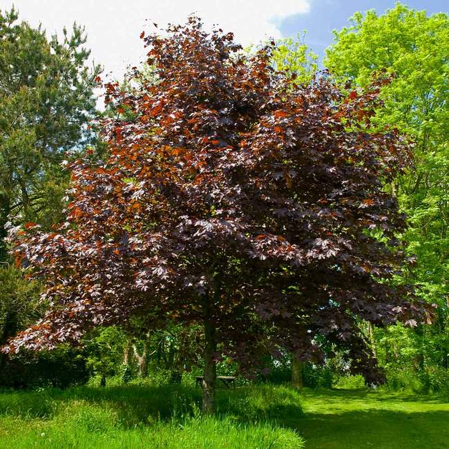 7 Best Shade Trees To Grow In El Paso Texas