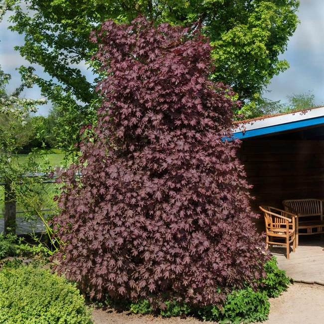 7 Best Shade Trees To Grow In Massachusetts
