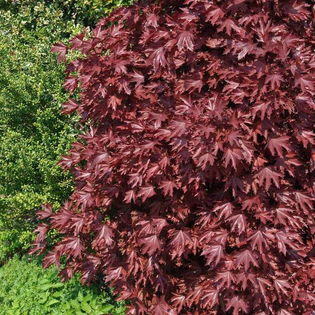 Best 6 Shade Trees To Grow In Denver